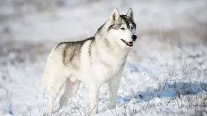 How Cold Can Huskies Tolerate? What Is Too Cold for Them?