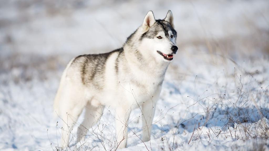 How Cold Can Huskies Tolerate