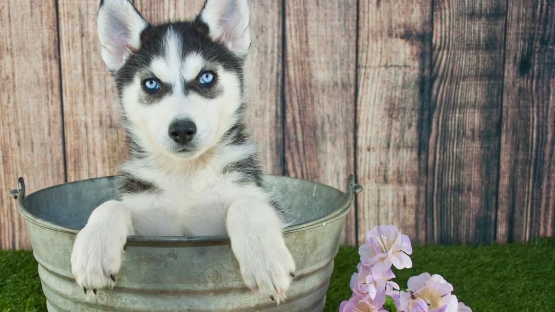 How Long Can Puppies Hold Their Pee