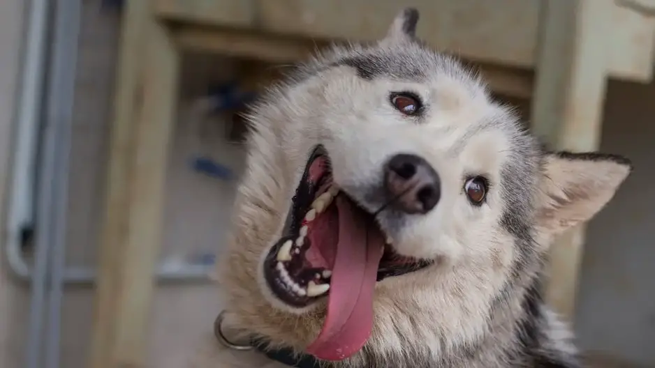 alaskan husky wags its tail