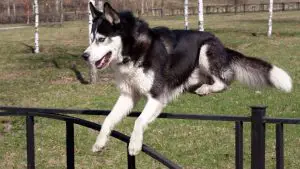 Why Are Huskies Escape Artists: What Can I Do About It?