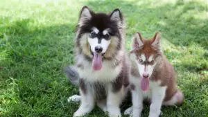 Creative Husky Names And Their Meanings