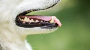 Husky And Teething: Things You Should Know