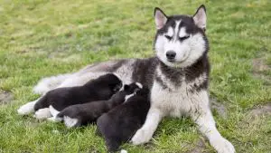 When Can A Husky Get Pregnant? A Full Breeding Guide