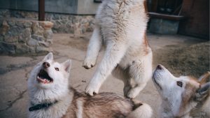 Why Are Huskies So Weird? You Will Be Surprised!