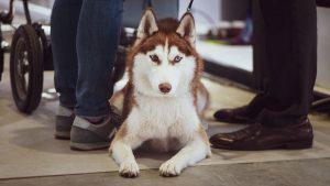 can siberian huskies and cats get along